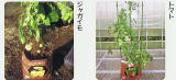 植えるだけで手軽に育つエコバッグ　ジャガイモ、トマトの生育の様子　：家庭菜園